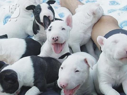 PoulaTo: BULL TERRIER